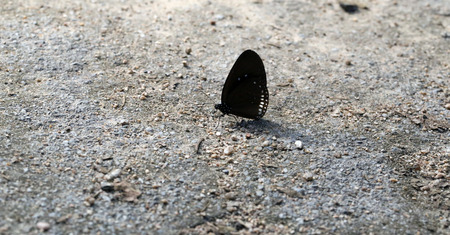 Black butterflies on the ground in the forest.の写真素材
