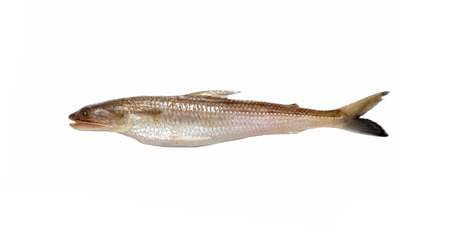 Brushtooth Lizardfish fish on white background.