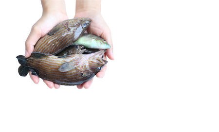 Marine fish in hand on a white background.の写真素材