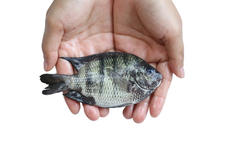 Marine fish in hand on a white background.の写真素材