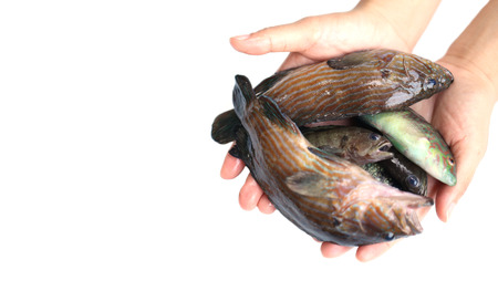 Marine fish in hand on a white background.の写真素材
