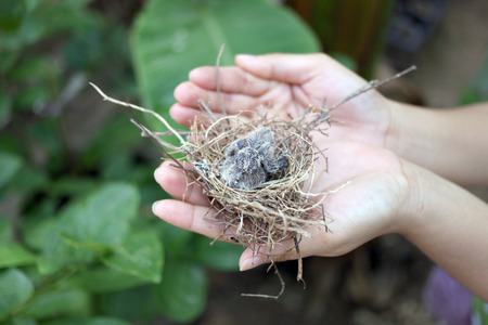 Baby birds in a nest on a woman's hand.の写真素材