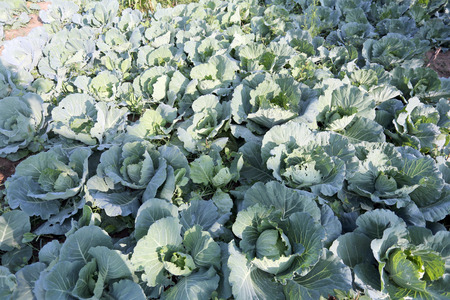 freshness cabbage vegetables in the garden.の写真素材