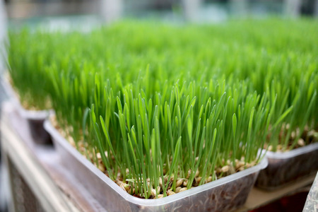 Seedlings of species.の写真素材