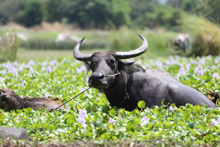 Thai water buffalo and Child of it in the pond.の写真素材