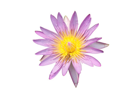 pink lotus on a white background with clipping paths.の写真素材