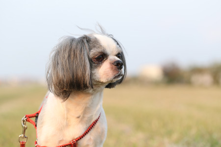Shih Tzu dog in the evening at park.の写真素材