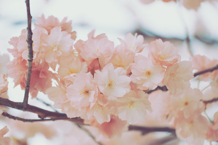 cherry Blossoms or Pink Sakura for soft color flower background.の写真素材