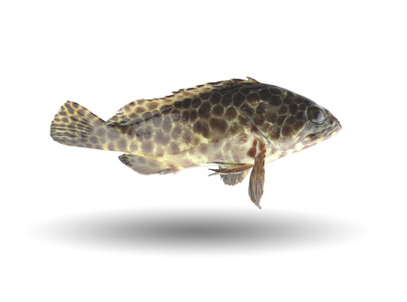 grouper fish isolated on white background with clipping paths.