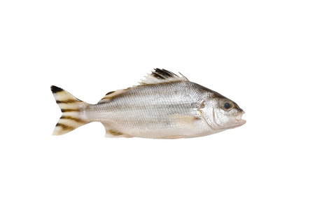 Grunter fish isolated on white background with clipping path.の写真素材