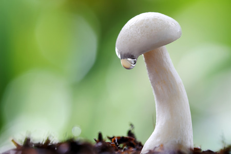 Shimeji mushroom on ground in the vegetable garden.の写真素材