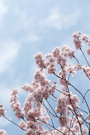 Sakura flower or cherry blossoms in Japan.の写真素材