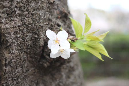 Spring of sakura cherry blossom in the garden,Japan.の写真素材