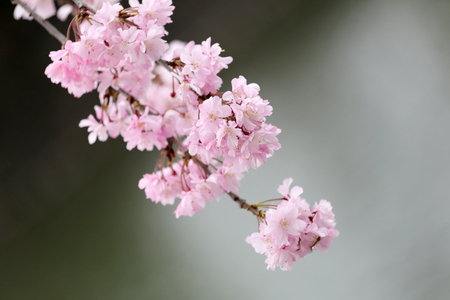Pink Sakura flower or cherry blossoms in Japan garden.の写真素材
