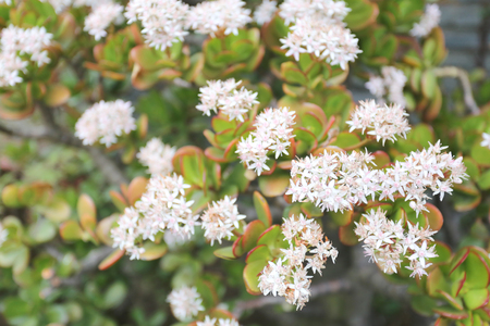 White flowers are blooming in the garden during the spring.の写真素材