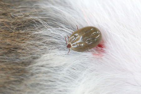 Big Tick on a dog in clearing,Sucking the blood of dogs and insect spreading pathogens.の写真素材