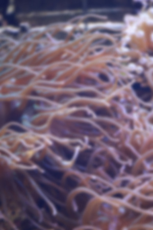 Blur style of Heteractis magnifica anemone in underwater and coral reefs are the habitat of fish.の写真素材