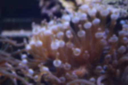 Blur style of Heteractis magnifica anemone in underwater and coral reefs are the habitat of fish.の写真素材