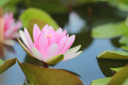 Pink lotus in a pond with bloom in the Morning and green leaves surrounding.の写真素材