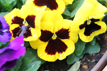 Yellow pansy flower in Japan garden.の写真素材