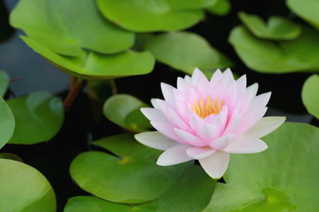 Pink lotus in a pond with bloom in the Morning and green leaves surrounding.の写真素材