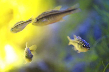 Cardinalfish or Apogonichthyoides niger fish in a sea aquarium,close up portrait.の写真素材