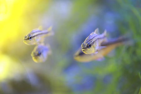 Cardinalfish or Apogonichthyoides niger fish in a sea aquarium,close up portrait.の写真素材