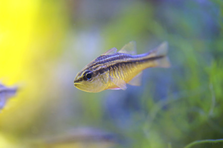 Cardinalfish or Apogonichthyoides niger fish in a sea aquarium,close up portrait.の写真素材
