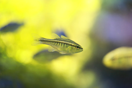 Cardinalfish or Apogonichthyoides niger fish in a sea aquarium,close up portrait.