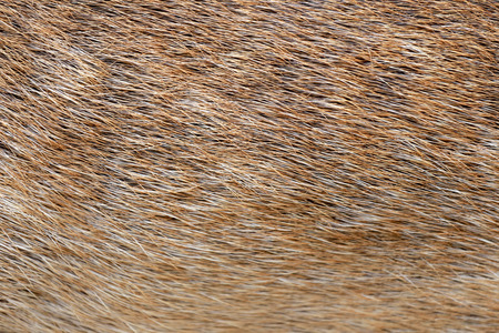 brown of animals skin and fur,surface of wild deer for the design background.の写真素材
