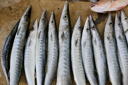 marine fish after the fishing and caught at night,fresh barracudas fish.の写真素材
