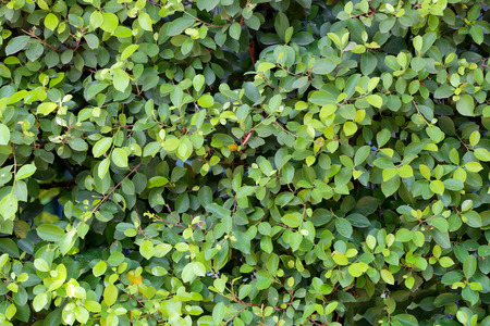 Green tree in a tropical garden for nature background design.の写真素材