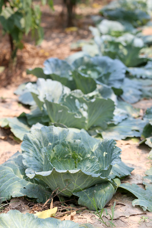 Collard or CABBAGE in the vegetable garden,tropical plant commonly used in cooking.の写真素材
