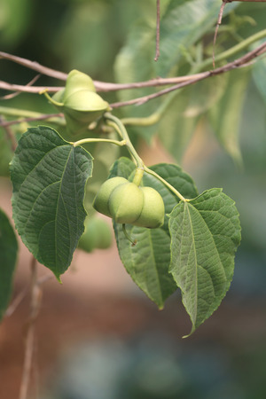 Legumes of Sacha inchi or Inca peanut tree,Tropical herbs that are popular in Thailand.の写真素材