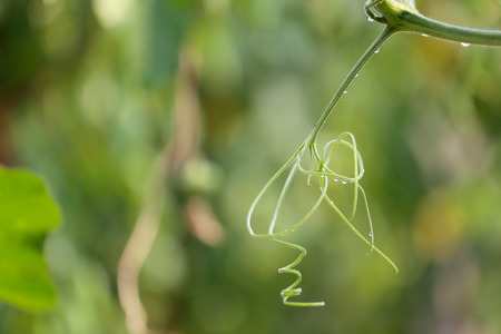 vines of green plant in vegetable garden in morning.の写真素材