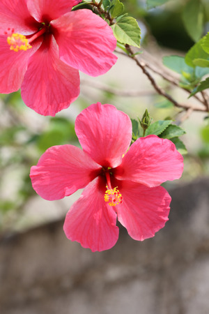 hibiscus flowers blossom in the garden,Tropical tree is beautiful of Thailand.の写真素材