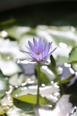 Lotus in a pond with bloom in the Morning and green leaves surrounding.の写真素材