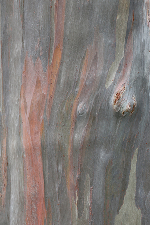 brown Bark of old tree in the woodland for background nature design.の写真素材