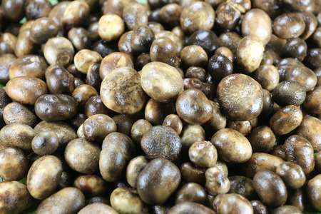 Barometer Earthstars or hygroscopic earthstar of mushroom Vegetable,In Thailand is ingredient to...