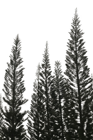 Tropical tree isolated on white background for decorated idea natural design.の写真素材