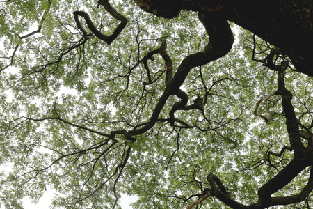 Branch of Big tropics tree in the public park for design nature background.