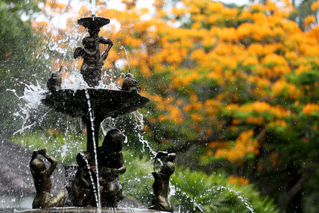 The fountain in the garden and have peacock flowers is blooming of nature background.の写真素材