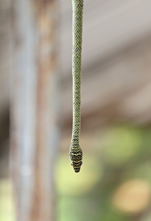 Head of Oriental whip snake hanging from tree in the garden.の写真素材