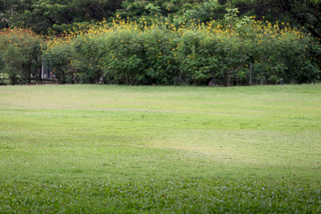 public park with green grass field and perspective to copy space for multi purpose and design nature background.の写真素材