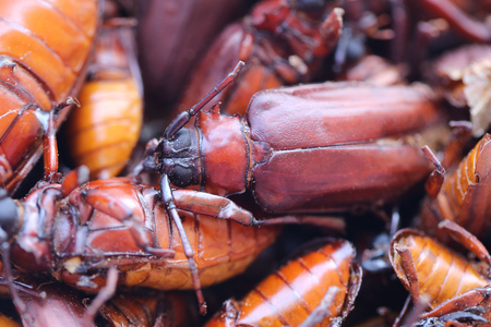 The scarab or Beetle and the name in scientifically to Stem-boring grub or Longhorned Beetles This insect tropics,In Thailand Popular used to cook food is delicious.の写真素材