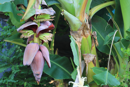 Bunch fruit of bananas not yet ripe on tree in the garden and have banana blossom.の写真素材