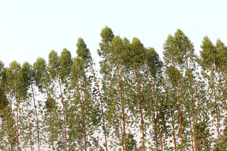 Eucalyptus tree in the Farm, business tree planting for delivery to paper industry.の写真素材
