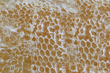 close-up of honeycomb and have honey bee for design food nature background.の写真素材