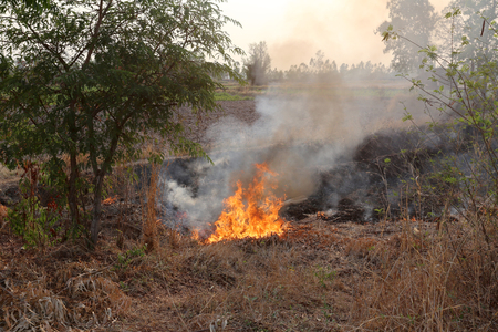 Summer wildfires burning in the Forest at rural area of Khon Kaen,Thailand due to the very hot weather.の写真素材
