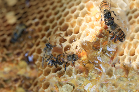 close-up of honeycomb and have honey bee for design food nature background.